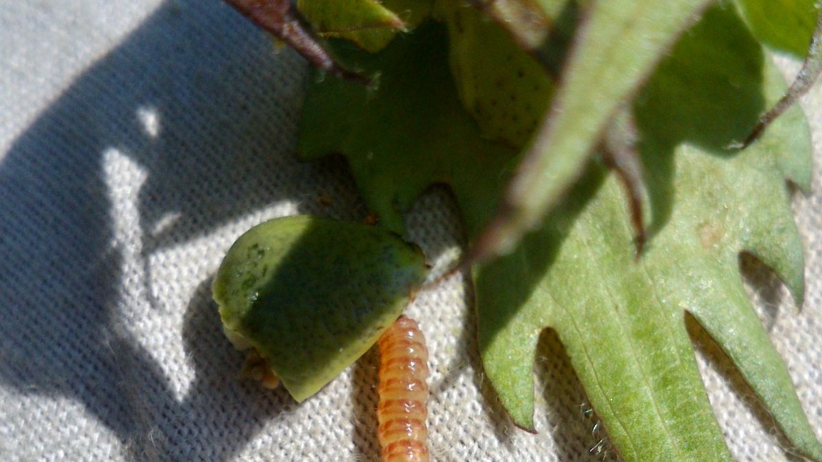 Larva de gusano rosado