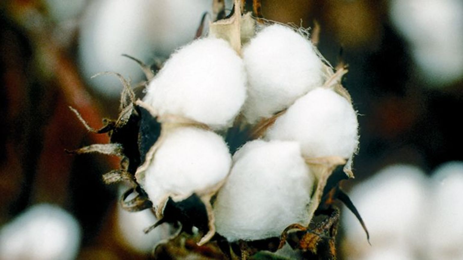 cotton