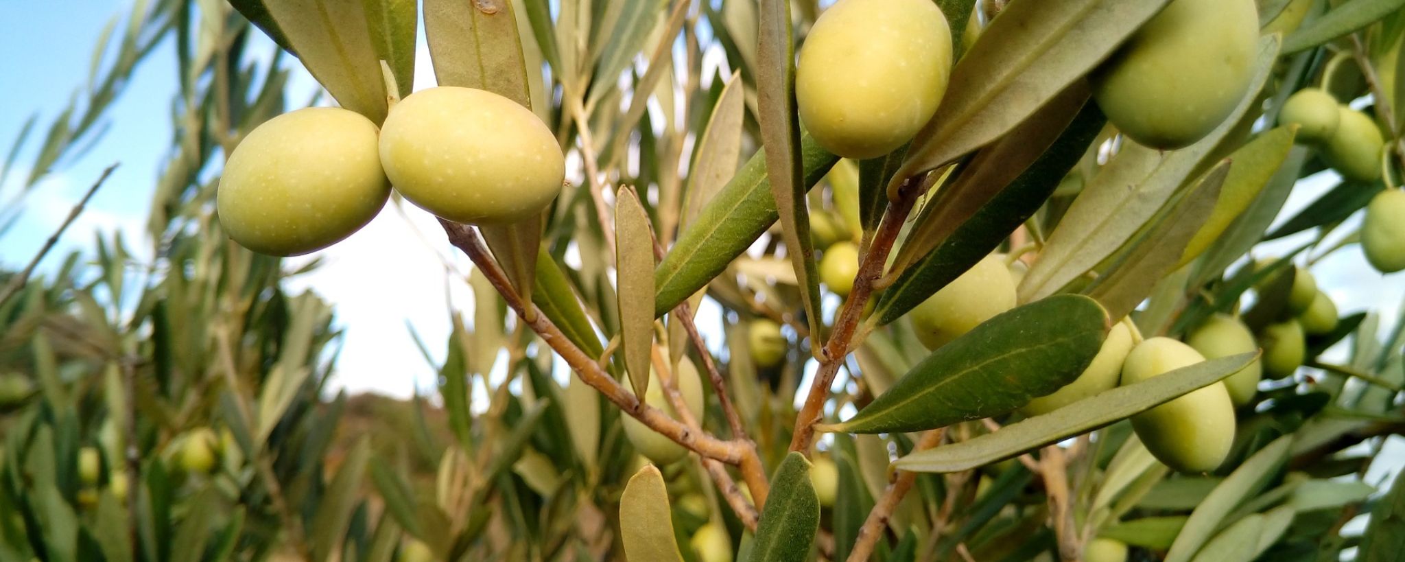 Olivo