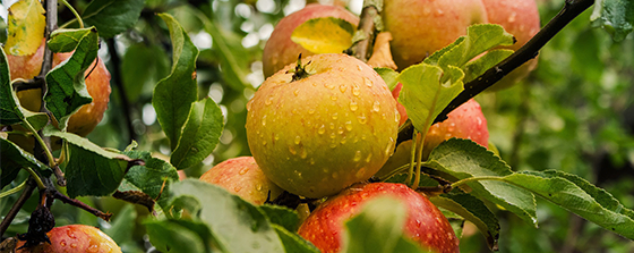 Frutales-de-pepita