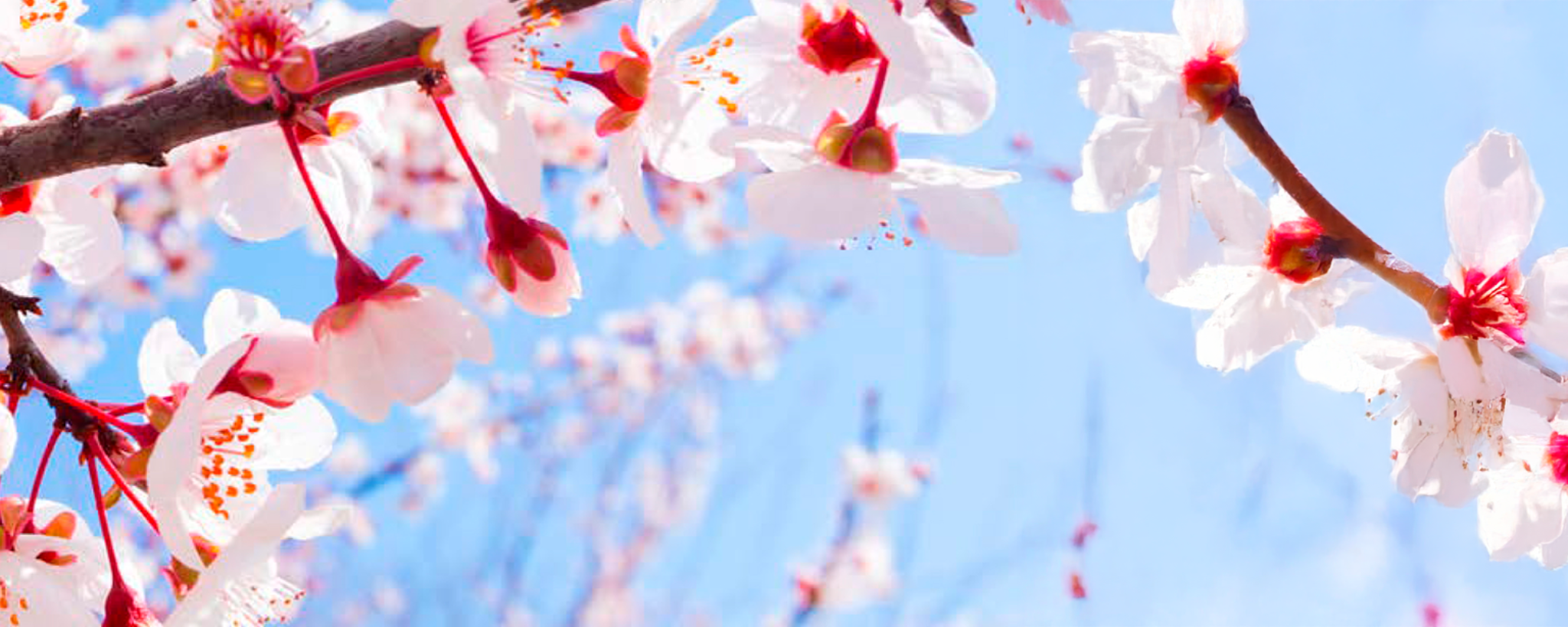 Almendras
