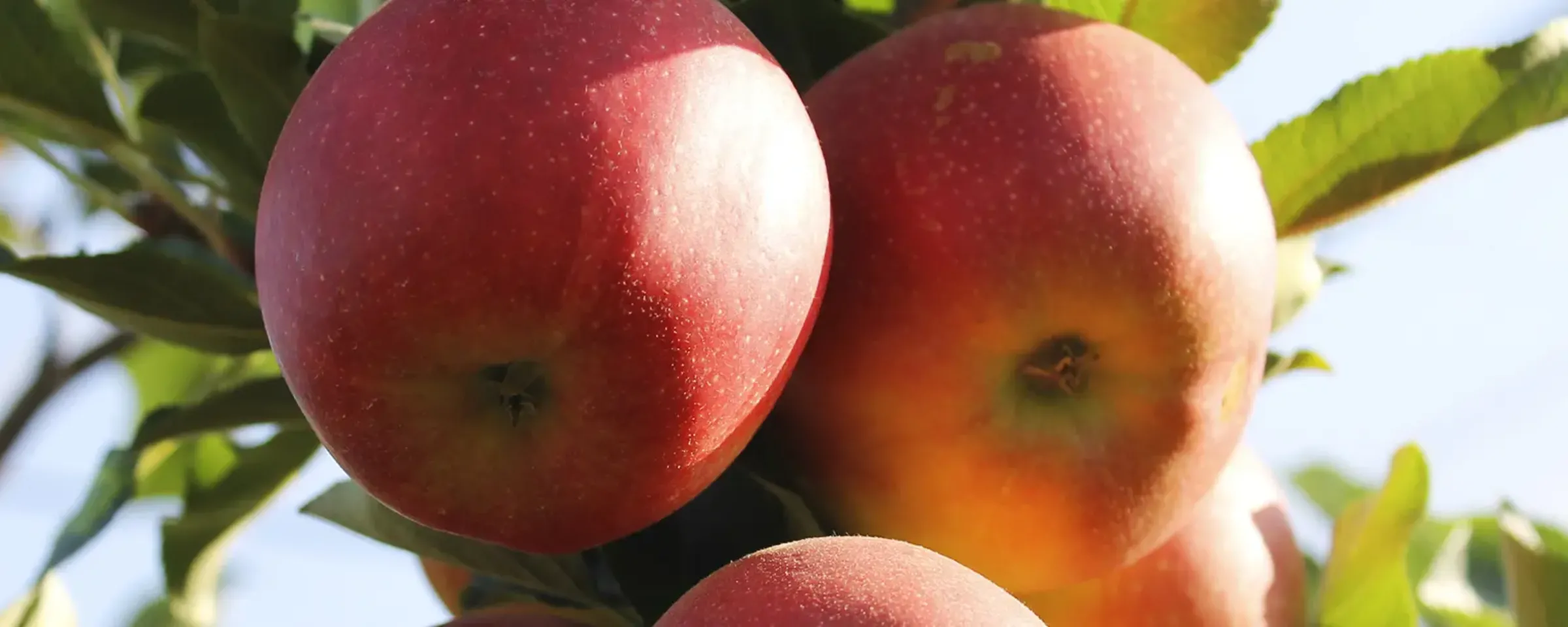 Manzanas_stage