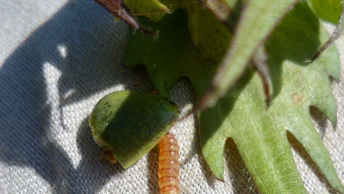 Larva de gusano rosado