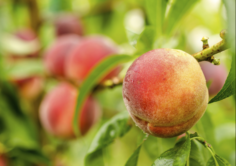 Frutales-de-hueso